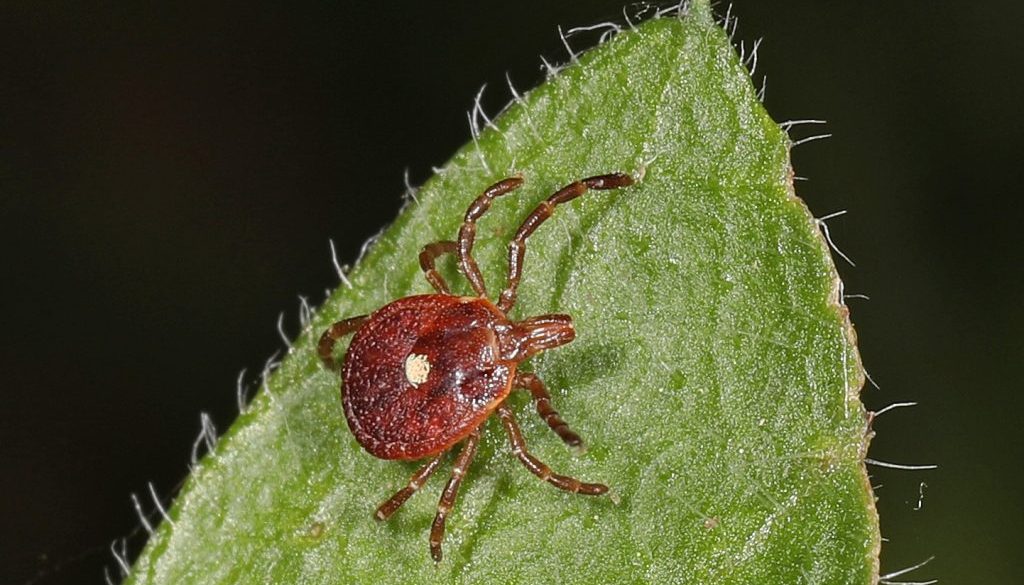 lonestar-tick-wikimedia-commons (1)