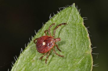 lonestar-tick-wikimedia-commons (1) lonestar-tick-wikimedia-commons (1)