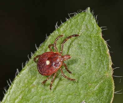 lonestar-tick-wikimedia-commons (1)