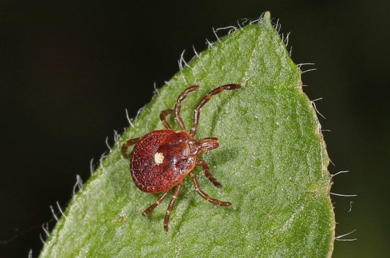 lonestar-tick-wikimedia-commons (1)