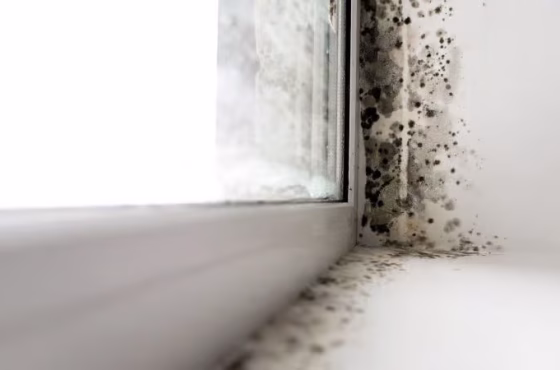 Shutterstock_516787591-800x450
