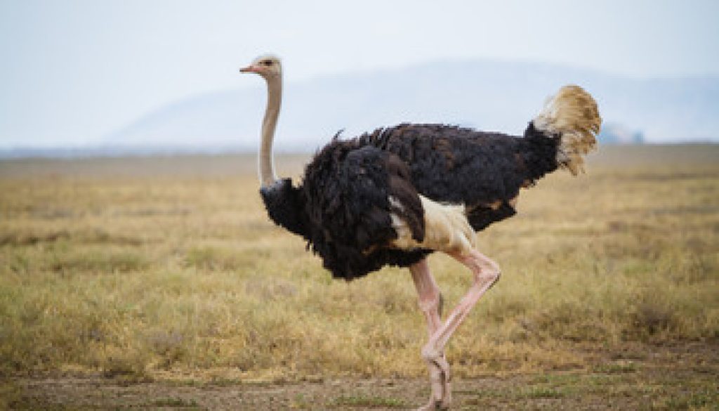ostrich
