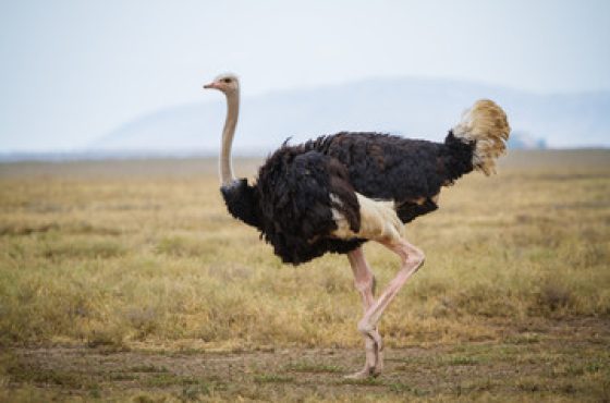ostrich ostrich