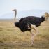 ostrich