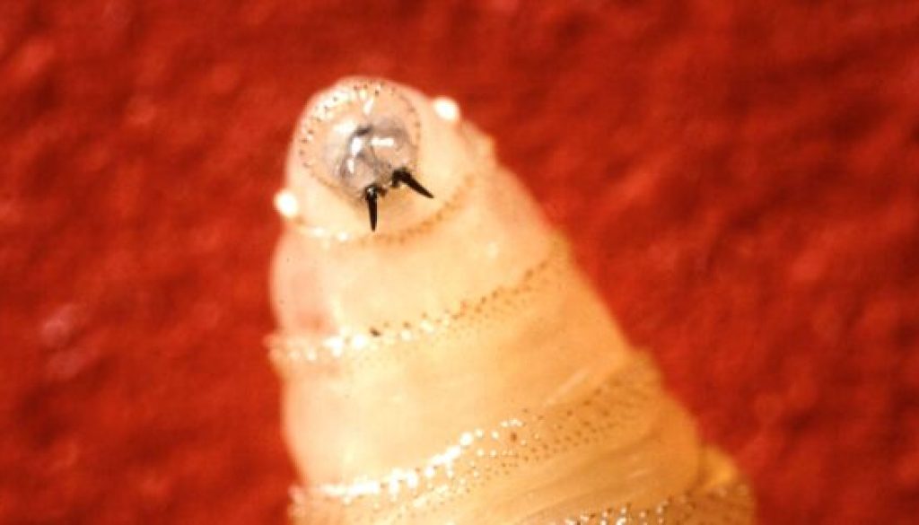 screwwormclose-e1755615919883