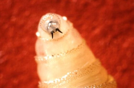 screwwormclose-e1755615919883 screwwormclose-e1755615919883