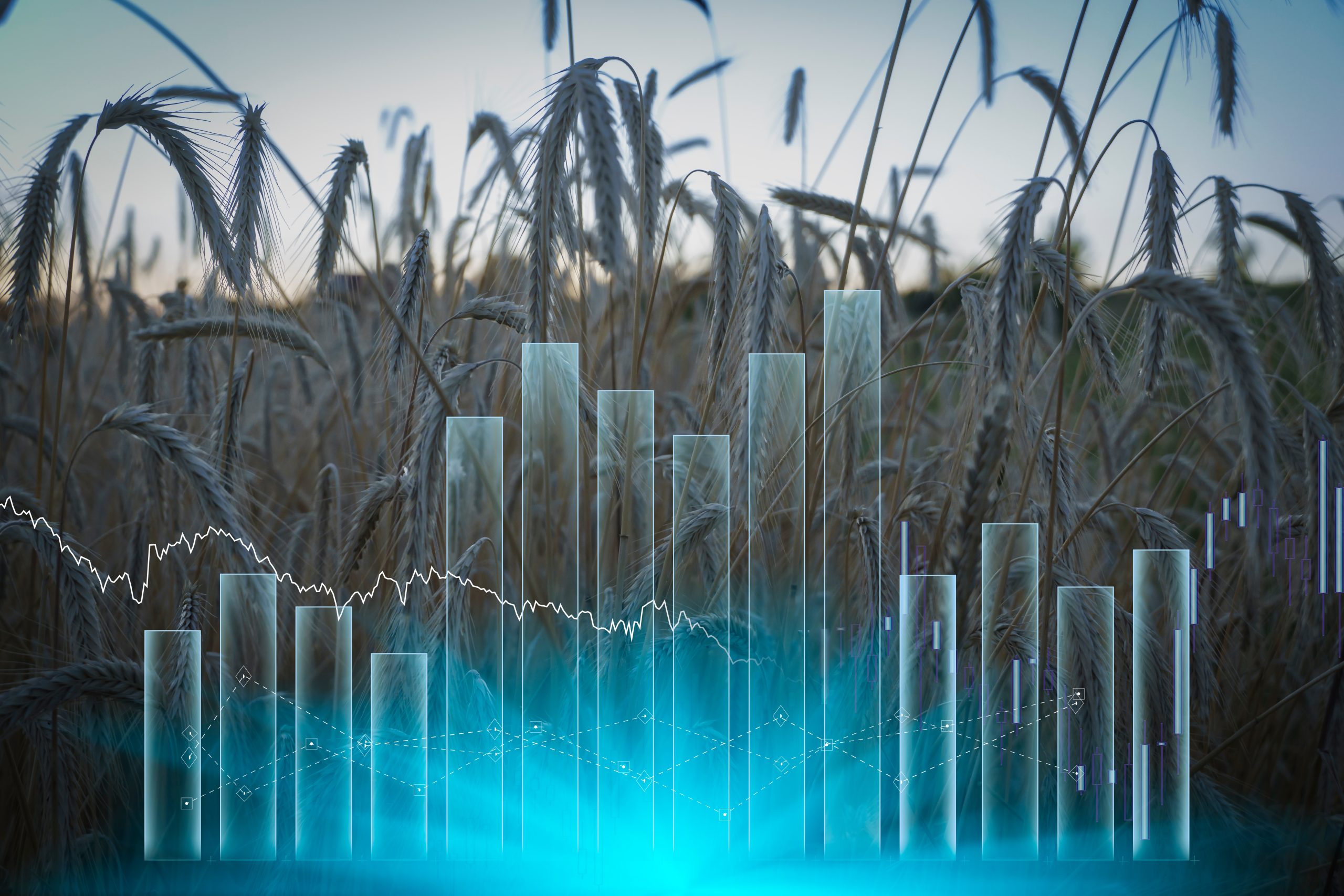 adobestockwheatgraphfoodcrisis-scaled