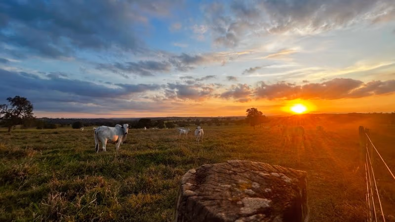 Administration Announces Vague Help for Ranchers
