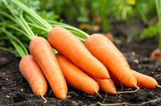 carrot-fiber-gut-immune-health-thumbnail