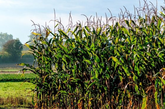 a-field-of-corn-2758033_640