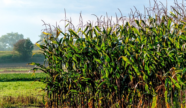 a-field-of-corn-2758033_640 a-field-of-corn-2758033_640