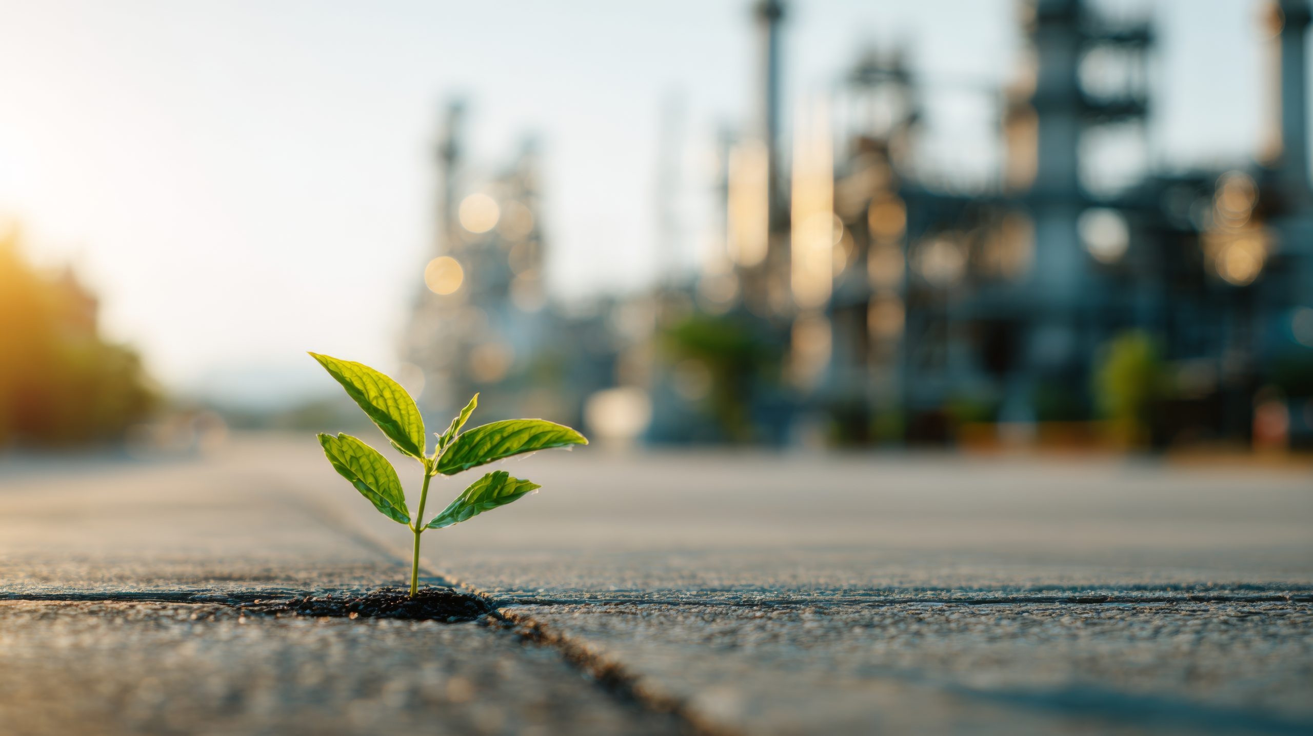 adobestock-weed-concrete-sidewalk-sprout-growing-scaled adobestock-weed-concrete-sidewalk-sprout-growing-scaled