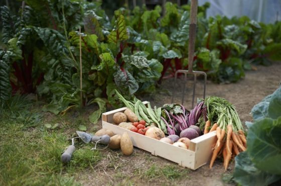 home-grown-vegetables