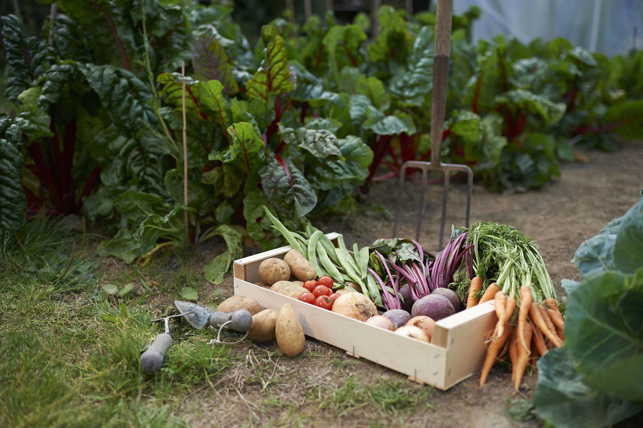 home-grown-vegetables