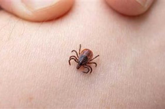 tick-borne-infections-chronic-fatigue-thumbnail