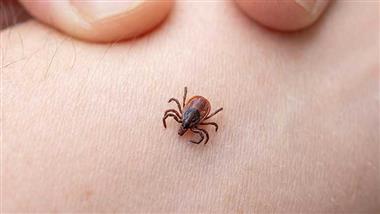 tick-borne-infections-chronic-fatigue-thumbnail tick-borne-infections-chronic-fatigue-thumbnail