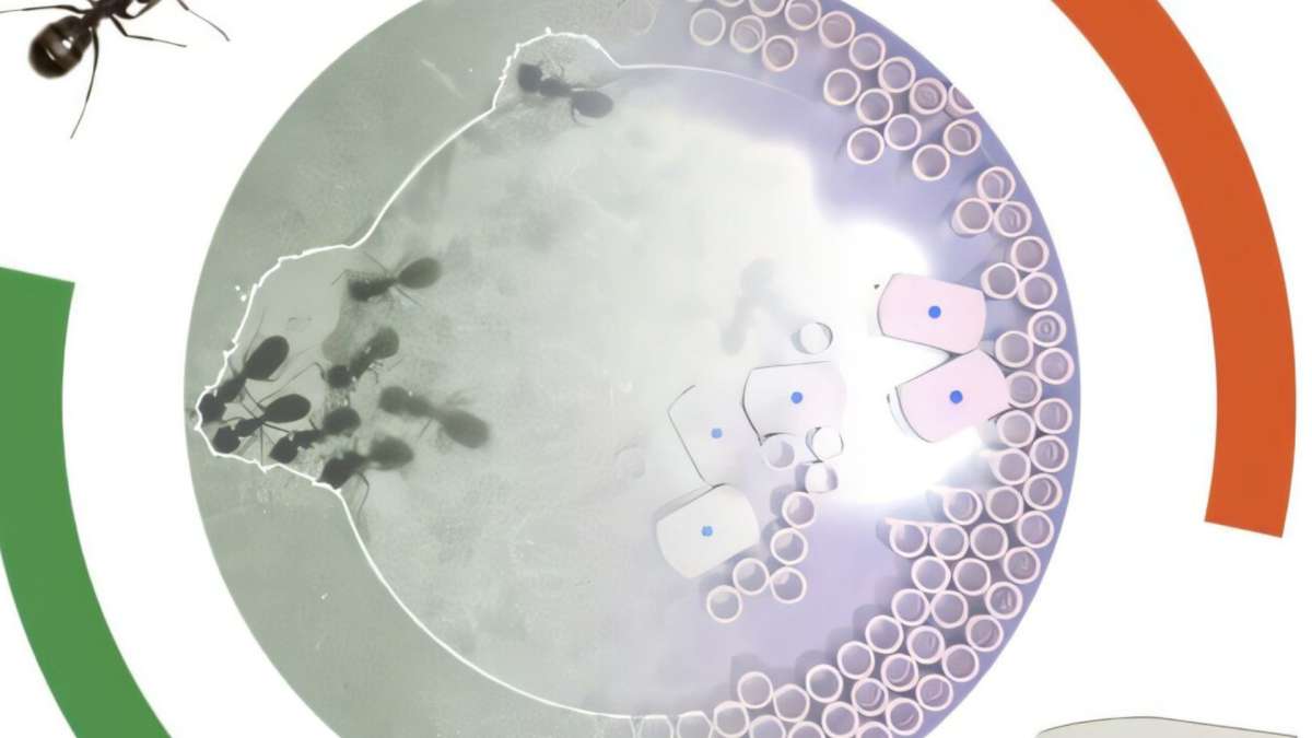 New robot ants work like real insects to build and dismantle on their own