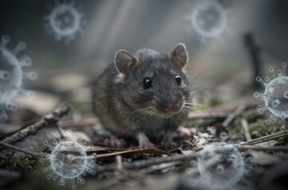 hantavirus