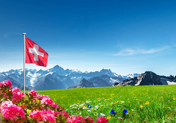 Swiss flag with mountains, alpine roses and encian Swiss flag with mountains, alpine roses and encian