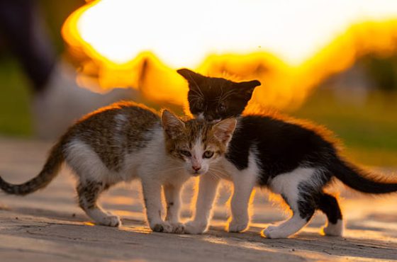 istockphoto-2279849770-612x612