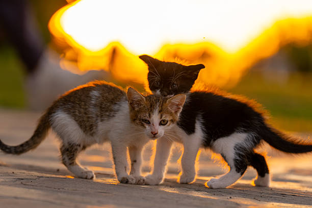 istockphoto-2279849770-612x612