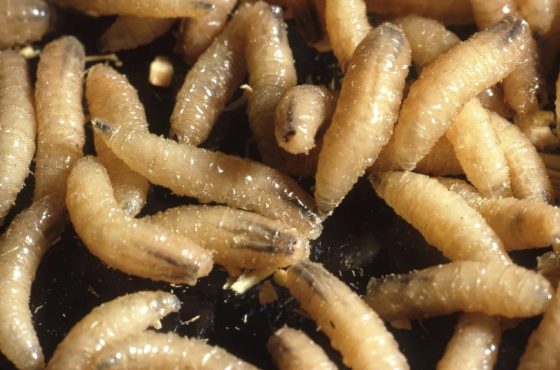 screwworm